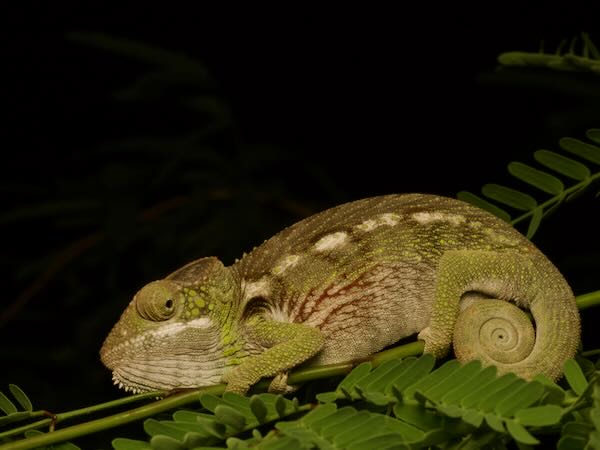 Warty Chameleon (Furcifer verrucosus)