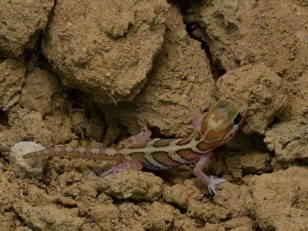 Madagascar Ground Gecko (Paroedura picta)