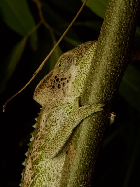 Warty Chameleon (Furcifer verrucosus)