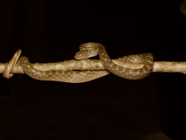 Karimbola Cat Snake (Madagascarophis meridionalis)