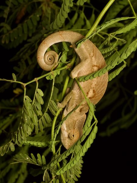 Warty Chameleon (Furcifer verrucosus)