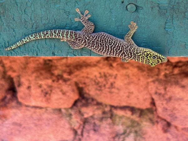 Banded Day Gecko (Phelsuma standingi)