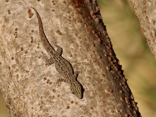 Thick Tail Gecko (Phelsuma mutabilis)