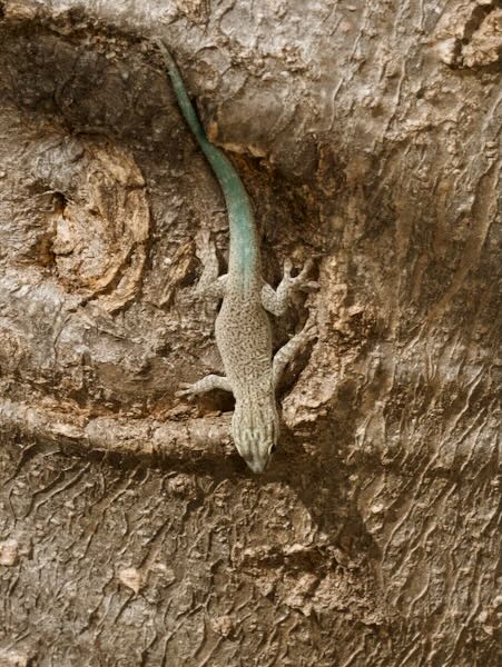 Thick Tail Gecko (Phelsuma mutabilis)