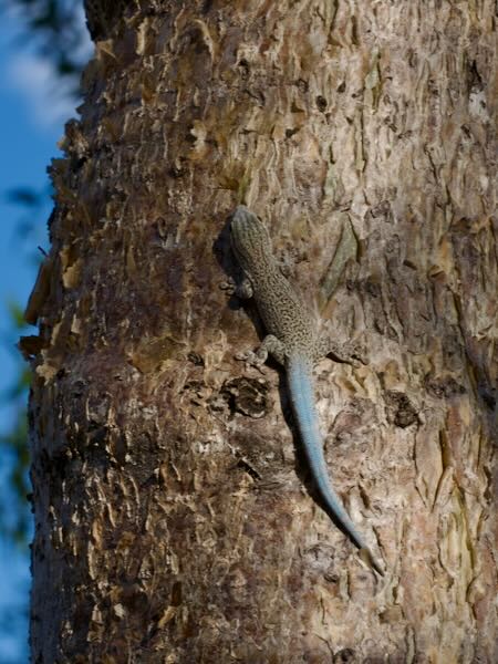 Thick Tail Gecko (Phelsuma mutabilis)