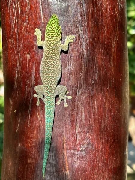 Banded Day Gecko (Phelsuma standingi)