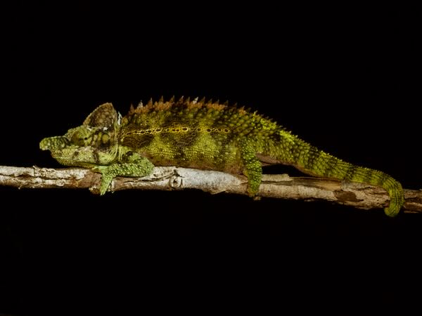 Antimena Chameleon (Furcifer antimena)