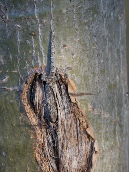 Thick Tail Gecko (Phelsuma mutabilis)