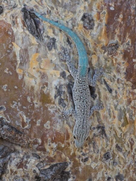 Thick Tail Gecko (Phelsuma mutabilis)