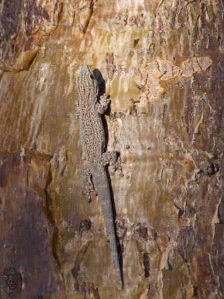 Thick Tail Gecko (Phelsuma mutabilis)