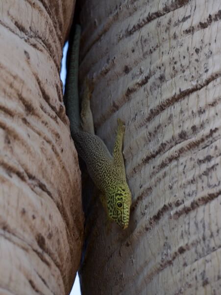 Banded Day Gecko (Phelsuma standingi)