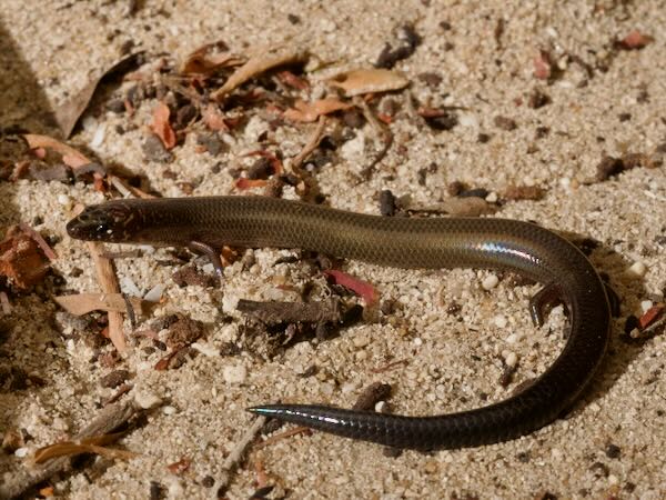 Grey Skink (Flexiseps ornaticeps)