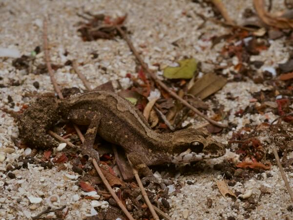 Grandidier’s Madagascar Ground Gecko (Paroedura androyensis)