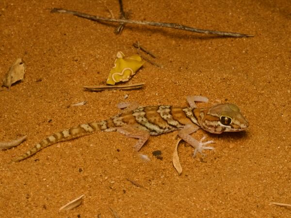 Madagascar Ground Gecko (Paroedura picta)