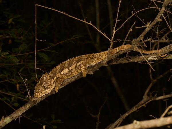 Warty Chameleon (Furcifer verrucosus)