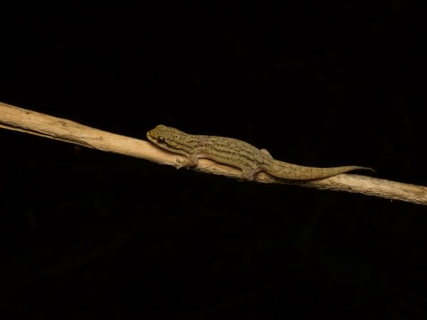 unidentified species (Geckolepis Toliara)