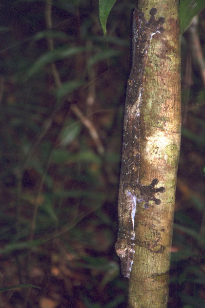 Common Leaf-tailed Gecko (Uroplatus fimbriatus)