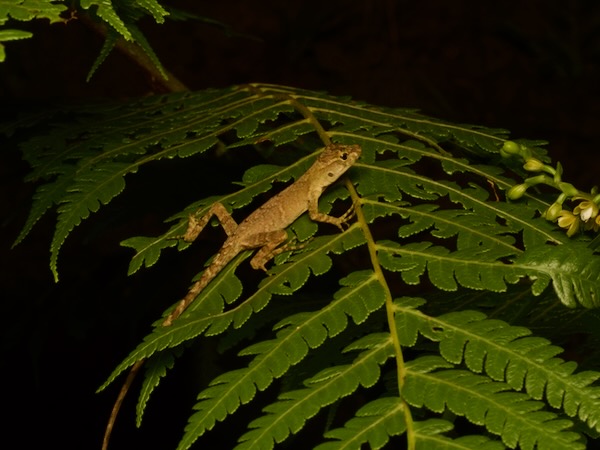 Stuart’s Anole (Anolis cobanensis)