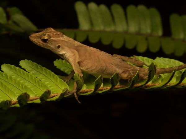 Stuart’s Anole (Anolis cobanensis)