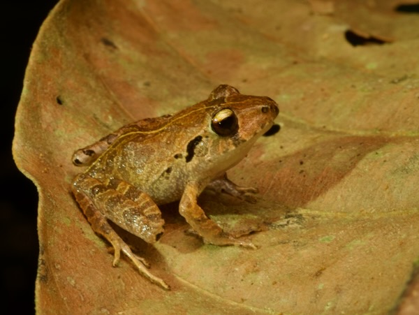 Bocourt’s Robber Frog (Craugastor bocourti)