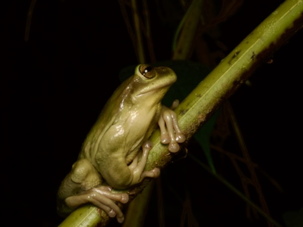 Hartweg’s Spikethumb Frog (Plectrohyla hartwegi)