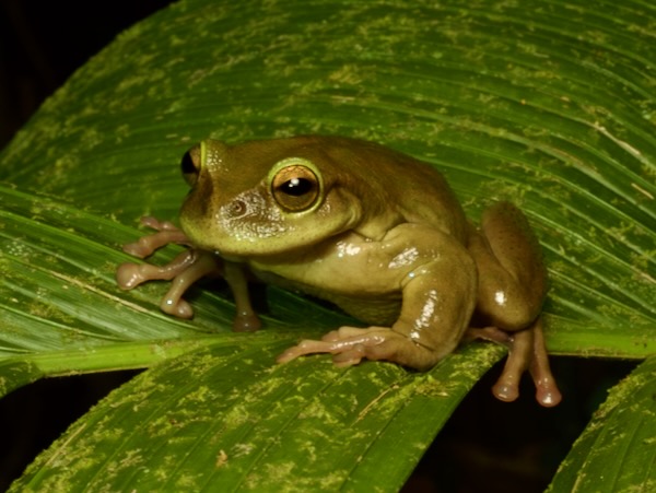 Hartweg’s Spikethumb Frog (Plectrohyla hartwegi)