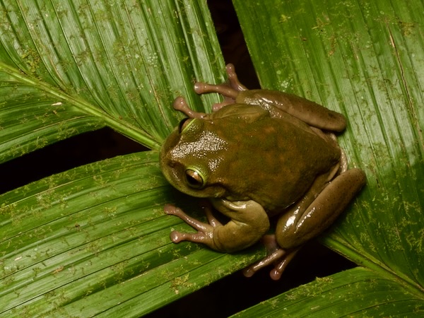 Hartweg’s Spikethumb Frog (Plectrohyla hartwegi)
