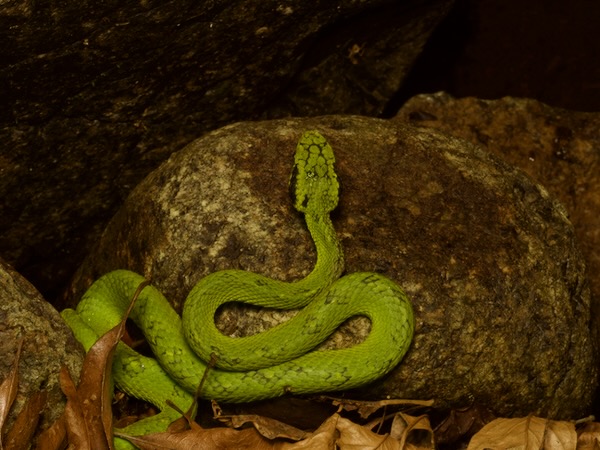 Yellow-blotched Palm Pit Viper (Bothriechis aurifer)