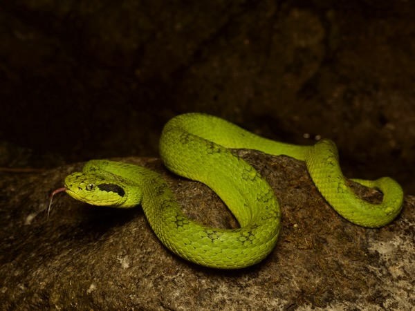 Yellow-blotched Palm Pit Viper (Bothriechis aurifer)