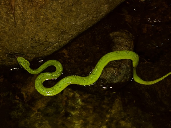 Yellow-blotched Palm Pit Viper (Bothriechis aurifer)