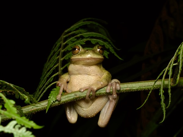Hartweg’s Spikethumb Frog (Plectrohyla hartwegi)