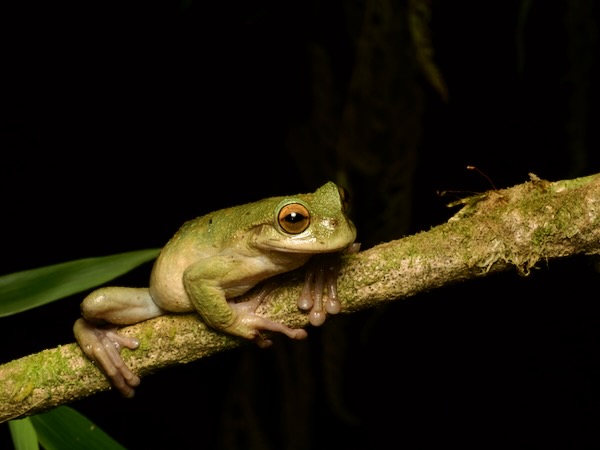 Hartweg’s Spikethumb Frog (Plectrohyla hartwegi)