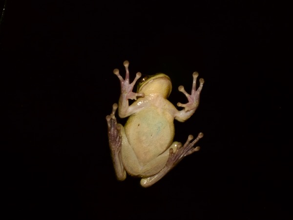 Hartweg’s Spikethumb Frog (Plectrohyla hartwegi)