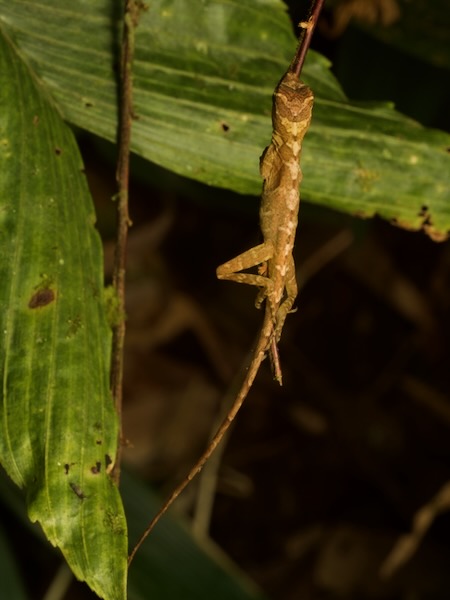 Stuart’s Anole (Anolis cobanensis)