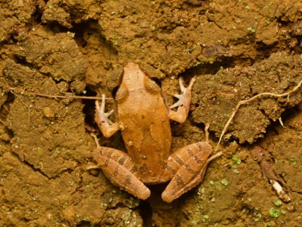 Montane Robber Frog (Craugastor lineatus)