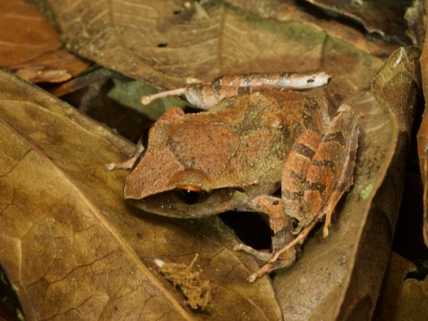 Montane Robber Frog (Craugastor lineatus)