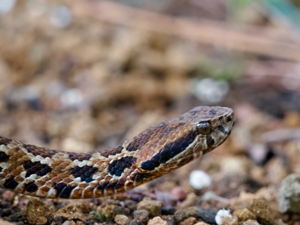 Godman’s Montane Pit Viper (Cerrophidion godmani)