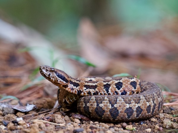 Godman’s Montane Pit Viper (Cerrophidion godmani)