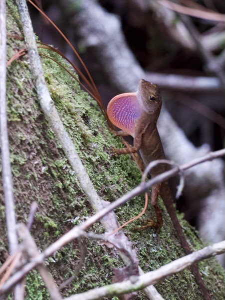 Stuart’s Anole (Anolis cobanensis)