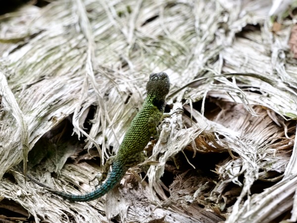 Guatemalan Emerald Spiny Lizard (Sceloporus taeniocnemis)