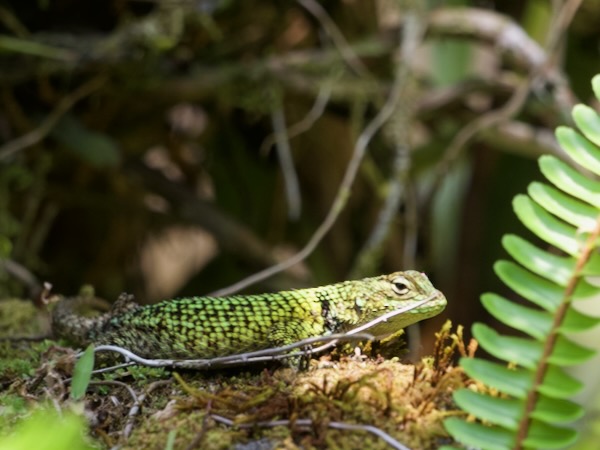 Guatemalan Emerald Spiny Lizard (Sceloporus taeniocnemis)