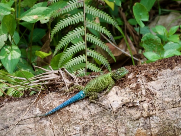 Guatemalan Emerald Spiny Lizard (Sceloporus taeniocnemis)