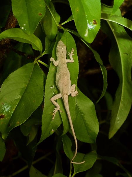 White Anole (Anolis laeviventris)