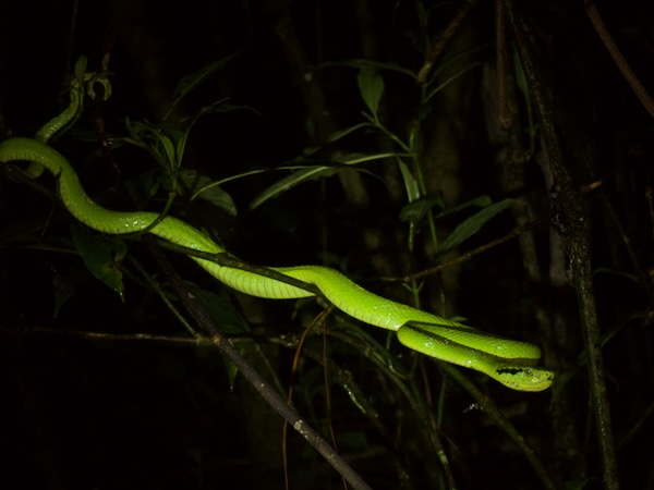 Yellow-blotched Palm Pit Viper (Bothriechis aurifer)