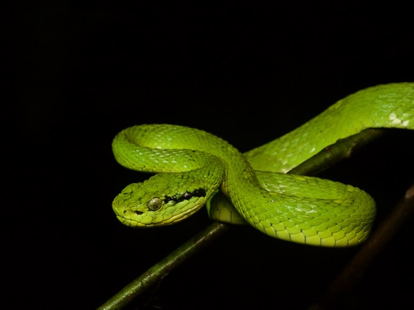 Yellow-blotched Palm Pit Viper (Bothriechis aurifer)