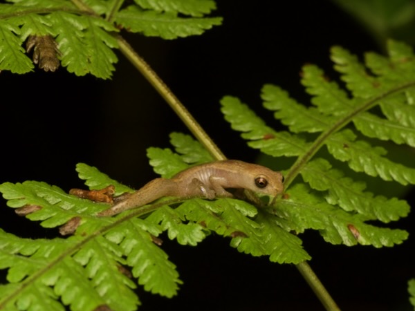Rufescent Salamander (Bolitoglossa rufescens)