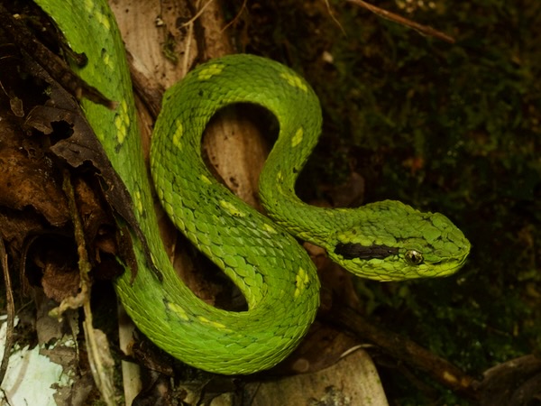 Yellow-blotched Palm Pit Viper (Bothriechis aurifer)