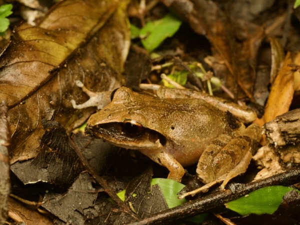 Montane Robber Frog (Craugastor lineatus)