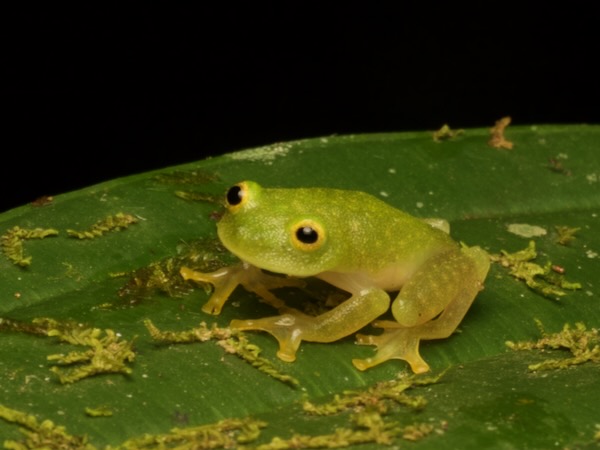 Northern Glass Frog (Hyalinobatrachium viridissimum)