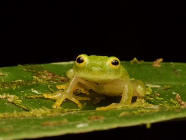 Northern Glass Frog (Hyalinobatrachium viridissimum)